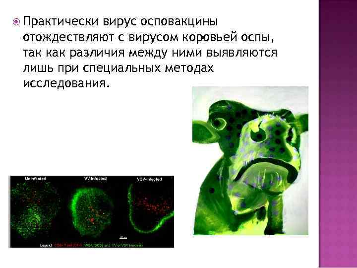  Практически вирус осповакцины отождествляют с вирусом коровьей оспы, так как различия между ними