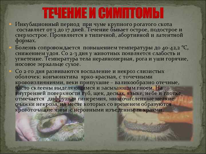 ТЕЧЕНИЕ И СИМПТОМЫ Инкубационный период при чуме крупного рогатого скота составляет от 3 до
