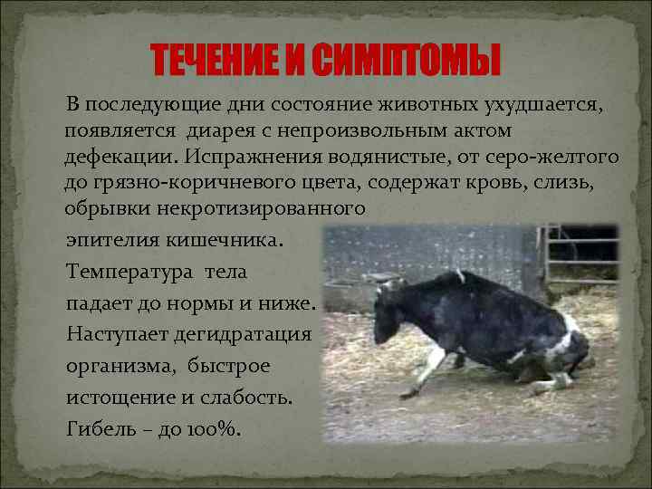 ТЕЧЕНИЕ И СИМПТОМЫ В последующие дни состояние животных ухудшается, появляется диарея с непроизвольным актом