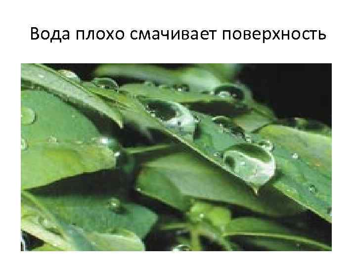 Вода плохо смачивает поверхность. 