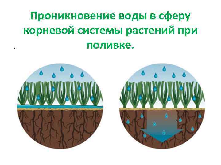. Проникновение воды в сферу корневой системы растений при поливке. 