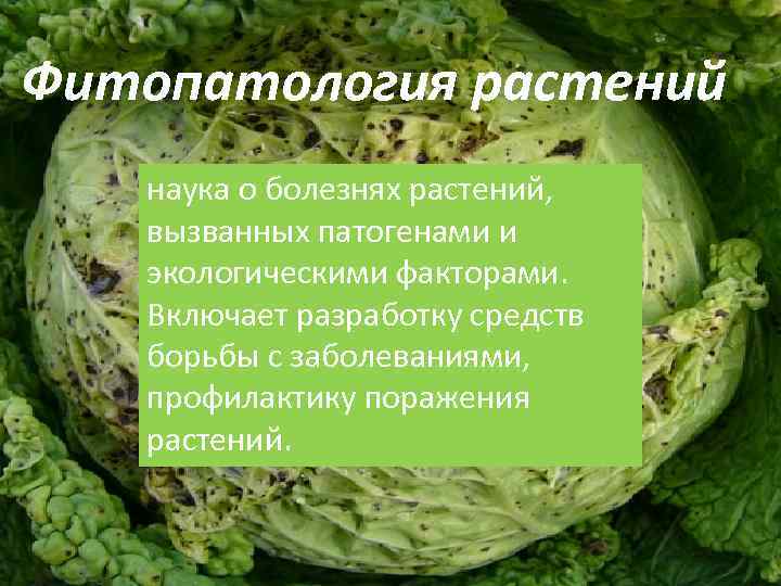Фитопатология растений наука о болезнях растений, вызванных патогенами и экологическими факторами. Включает разработку средств