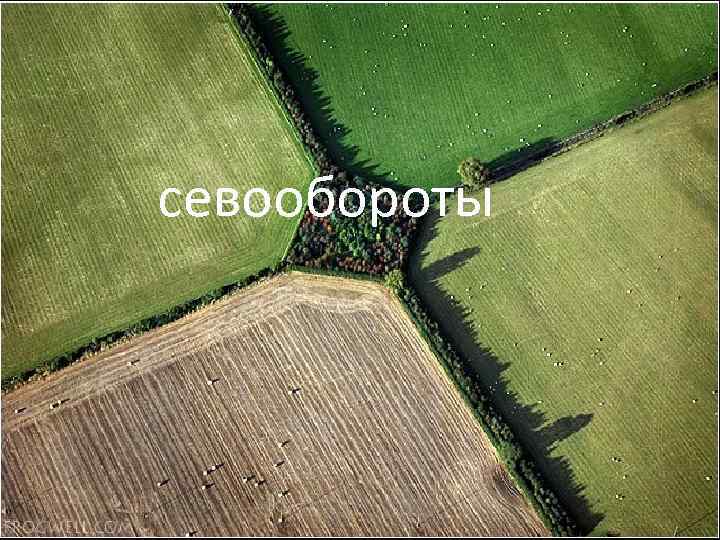 севообороты 