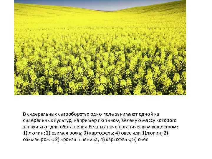 В сидеральных севооборотах одно поле занимают одной из сидеральных культур, например люпином, зеленую массу