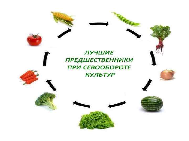 Схема севооборота это перечень всех с х культур которые выращиваются в севообороте