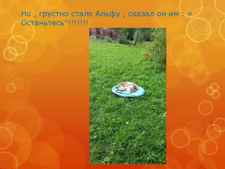 Но , грустно стало Альфу , сказал он им : « Останьтесь