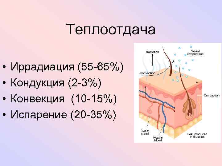 Теплоотдача • • Иррадиация (55 -65%) Кондукция (2 -3%) Конвекция (10 -15%) Испарение (20