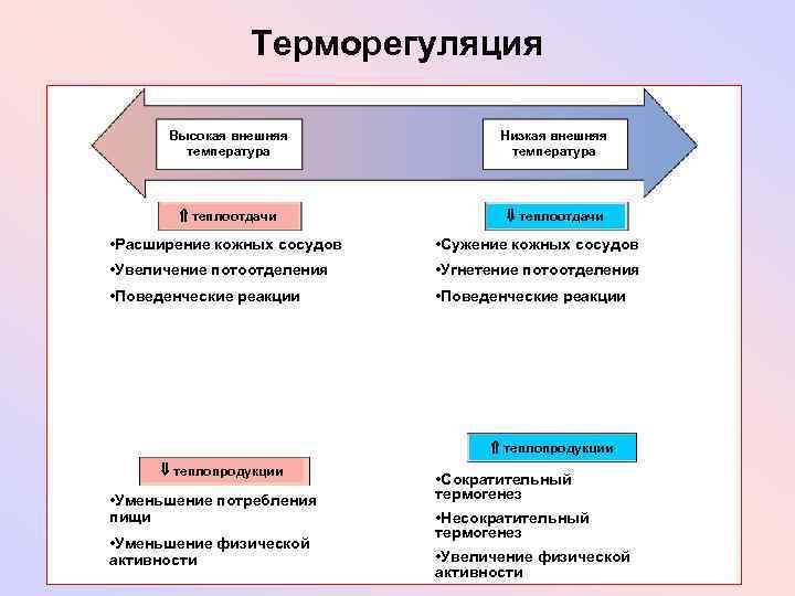 Терморегуляция Высокая внешняя температура Низкая внешняя температура теплоотдачи • Расширение кожных сосудов • Сужение