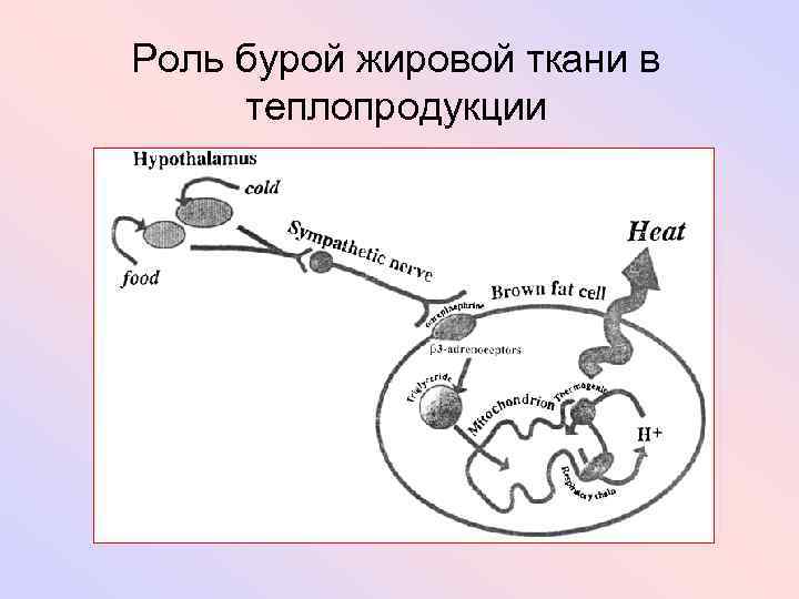 Роль бурой жировой ткани в теплопродукции 