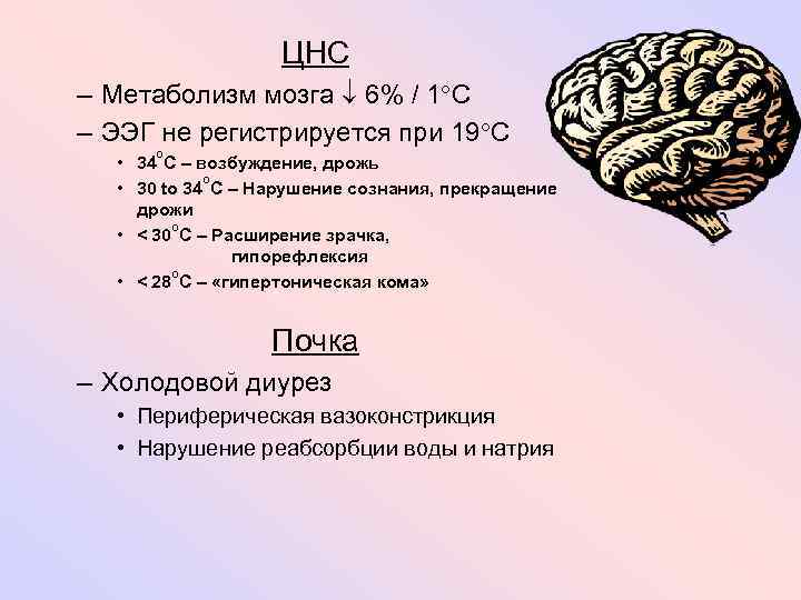 ЦНС – Метаболизм мозга 6% / 1 C – ЭЭГ не регистрируется при 19