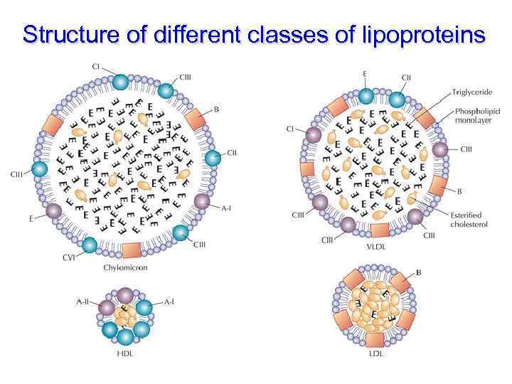 Structure of different classes of lipoproteins 