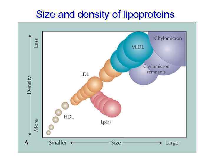 Size and density of lipoproteins 