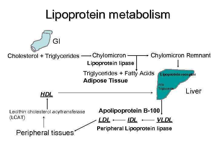 Lipoprotein metabolism GI Chylomicron Cholesterol + Triglycerides Chylomicron Remnant Lipoprotein lipase Triglycerides + Fatty