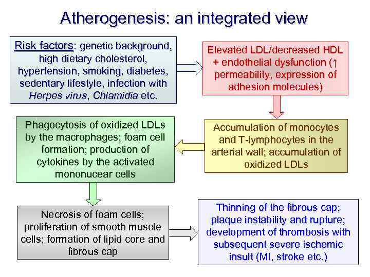 Atherogenesis: an integrated view Risk factors: genetic background, high dietary cholesterol, hypertension, smoking, diabetes,