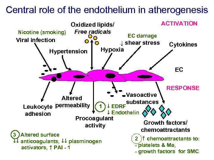 Central role of the endothelium in atherogenesis ACTIVATION Oxidized lipids/ Free radicals Nicotine (smoking)