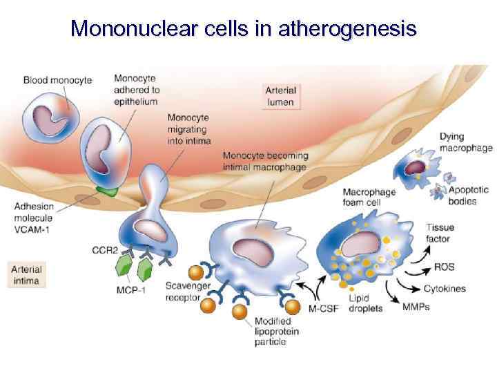 Mononuclear cells in atherogenesis 