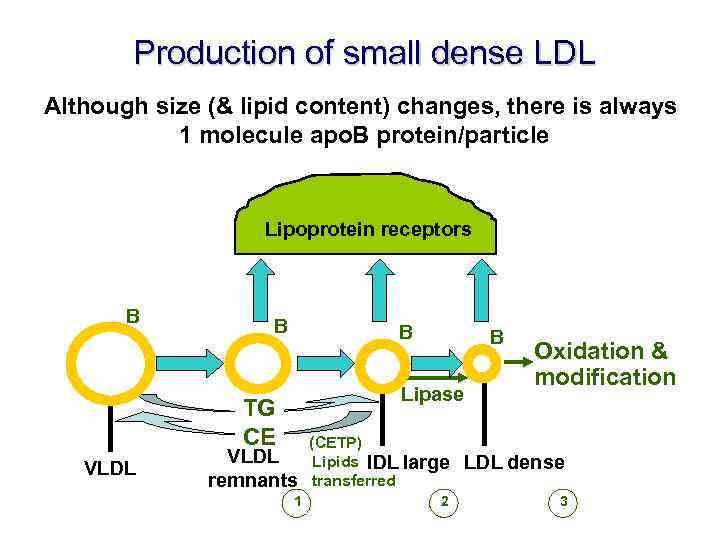 Production of small dense LDL Although size (& lipid content) changes, there is always