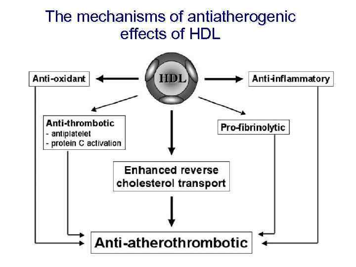 The mechanisms of antiatherogenic effects of HDL 