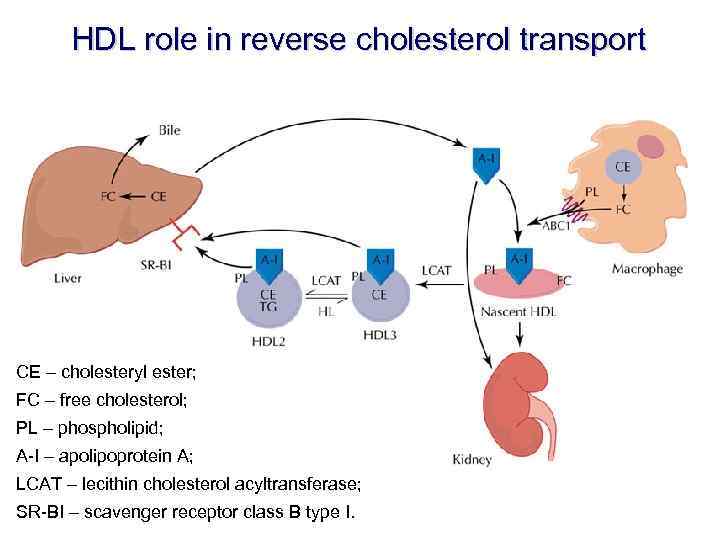 HDL role in reverse cholesterol transport CE – cholesteryl ester; FC – free cholesterol;