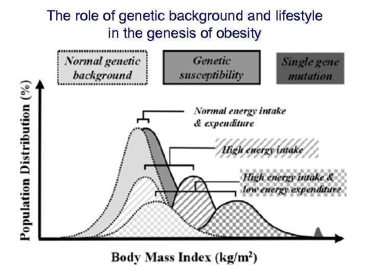 The role of genetic background and lifestyle in the genesis of obesity 