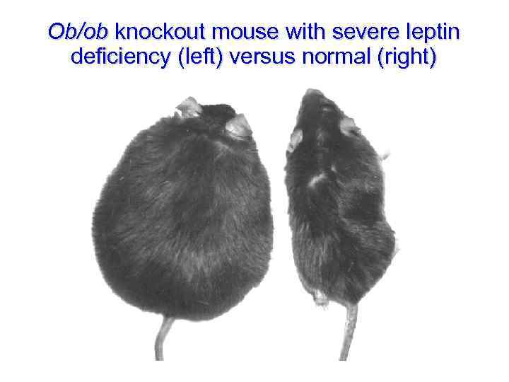 Ob/ob knockout mouse with severe leptin deficiency (left) versus normal (right) 