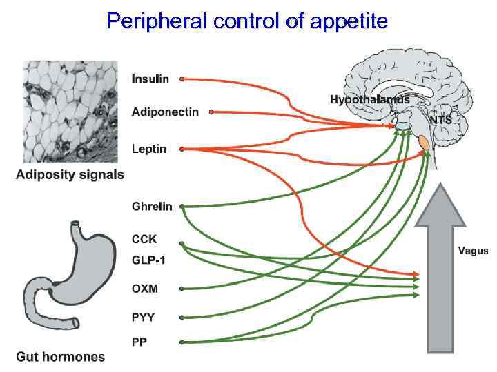 Peripheral control of appetite 