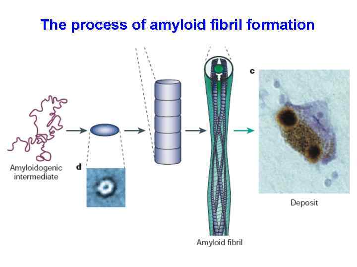 The process of amyloid fibril formation 