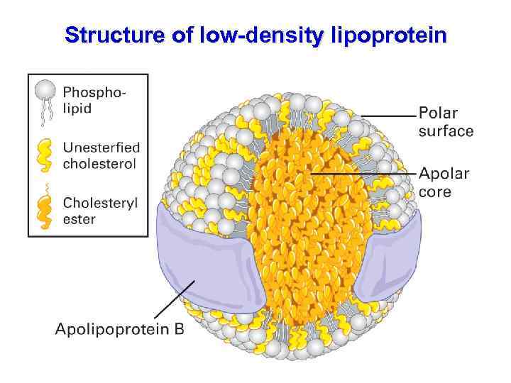 Structure of low-density lipoprotein 