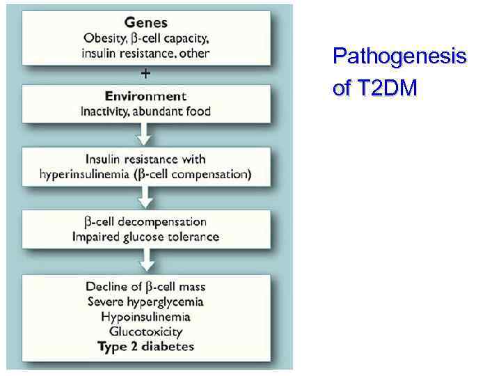 Pathogenesis of T 2 DM 