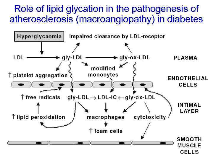 Role of lipid glycation in the pathogenesis of atherosclerosis (macroangiopathy) in diabetes 