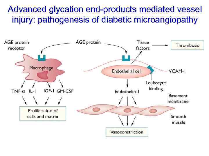 Advanced glycation end-products mediated vessel injury: pathogenesis of diabetic microangiopathy 