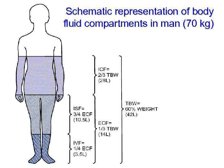 Schematic representation of body fluid compartments in man (70 kg) 