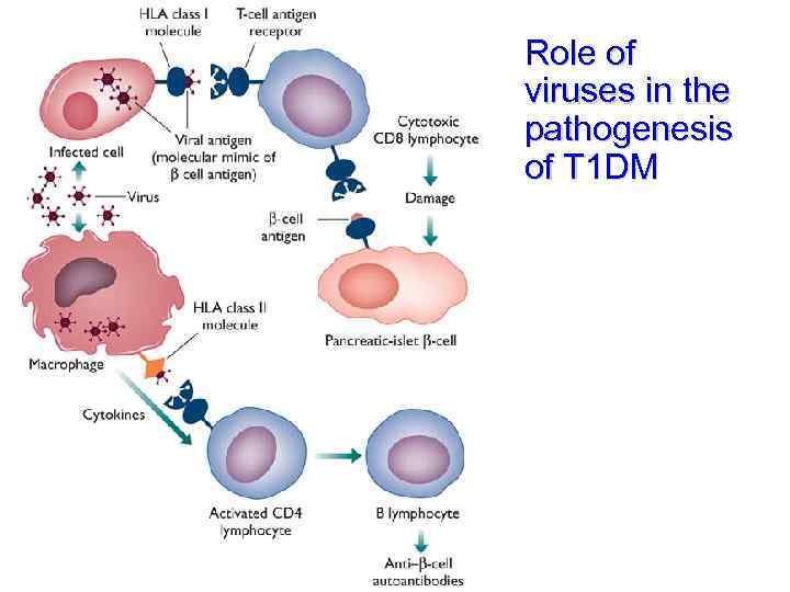 Role of viruses in the pathogenesis of T 1 DM 