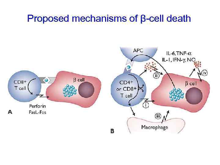 Proposed mechanisms of β-cell death 