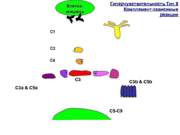 Клеткамишень Гиперчувствительность Тип II Комплемент-зависимые реакции C 1 C 2 C 4 C 3