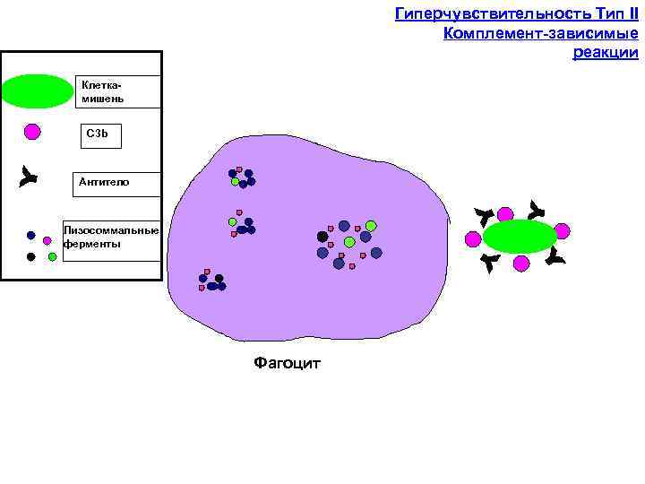 Гиперчувствительность Тип II Комплемент-зависимые реакции Клеткамишень C 3 b Антитело Лизосоммальные ферменты Фагоцит 