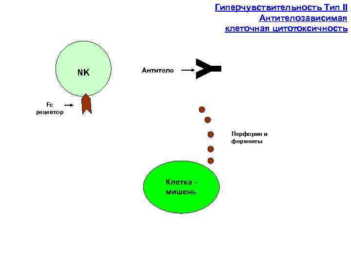 Гиперчувствительность Тип II Антителозависимая клеточная цитотоксичность NK Антитело Fc рецептор Перфорин и ферменты Клетка