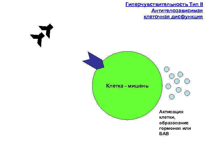 Гиперчувствительность Тип II Антителозависимая клеточная дисфункция Клетка - мишень Активация клетки, образование гормонов или