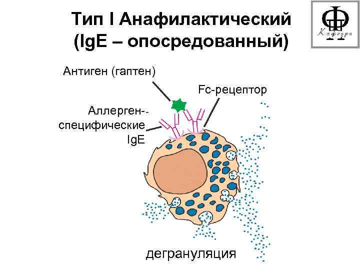 Тип I Анафилактический (Ig. E – опосредованный) Антиген (гаптен) Fc-рецептор Аллергенспецифические Ig. E дегрануляция