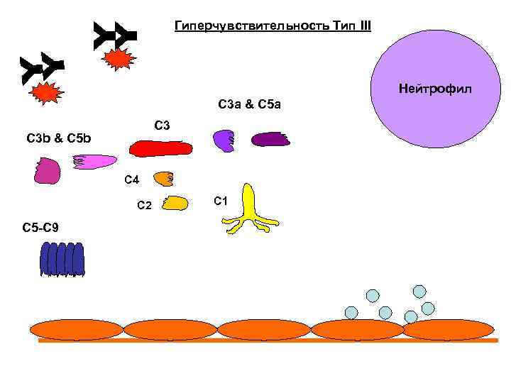 Гиперчувствительность Тип III Нейтрофил C 3 a & C 5 a C 3 b