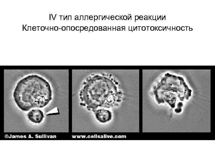 IV тип аллергической реакции Клеточно-опосредованная цитотоксичность 