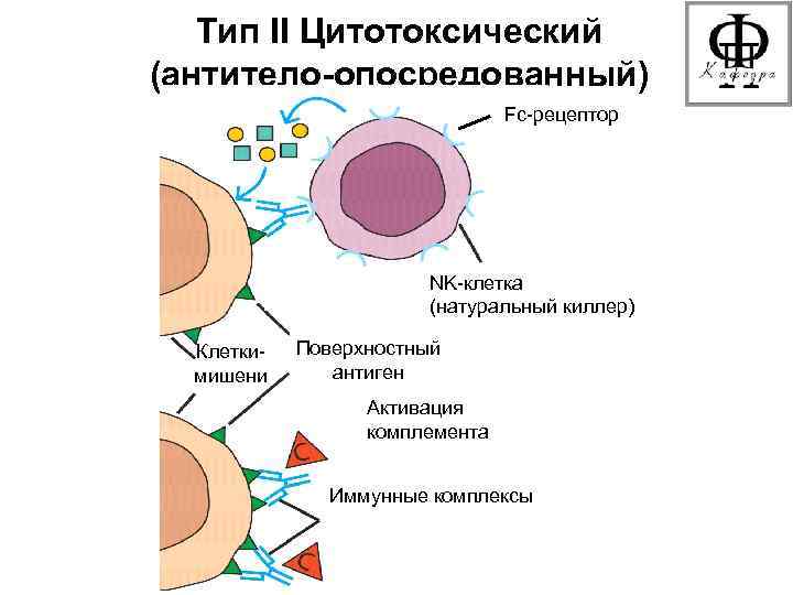 Тип II Цитотоксический (антитело-опосредованный) Fc-рецептор Система комплемента NK-клетка (натуральный киллер) Клеткимишени Поверхностный антиген Fc