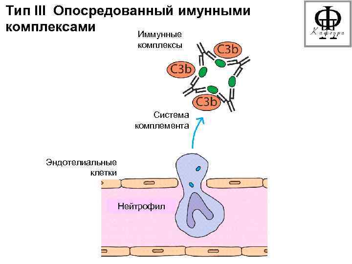 Тип III Опосредованный имунными комплексами Иммунные комплексы Система комплемента Эндотелиальные клетки Нейтрофил 