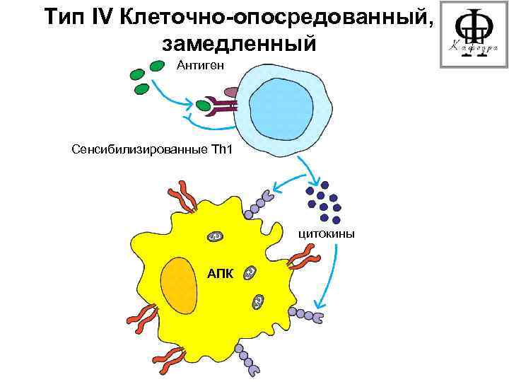 Тип IV Клеточно-опосредованный, замедленный Антиген Сенсибилизированные Th 1 цитокины АПК 