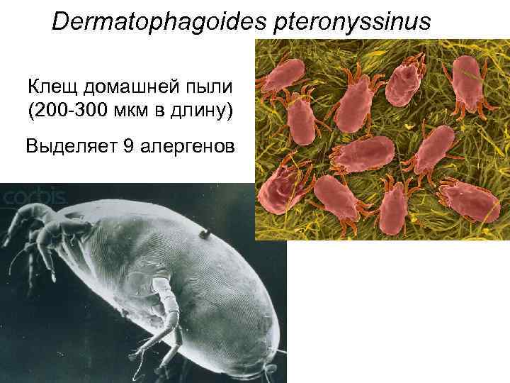 Dermatophagoides pteronyssinus Клещ домашней пыли (200 -300 мкм в длину) Выделяет 9 алергенов 