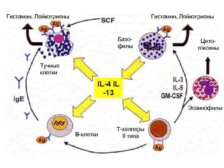 Гистамин, Лейкотриены Базофилы Цитотоксины Тучные клетки IL-4 IL -13 Эозинофилы В-клетки Т-хелперы II типа