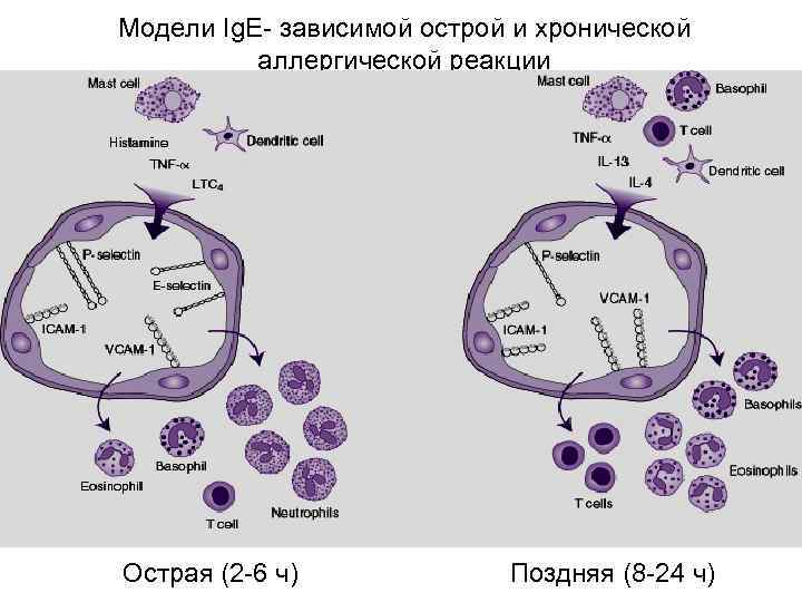 Модели Ig. E- зависимой острой и хронической аллергической реакции Острая (2 -6 ч) Поздняя