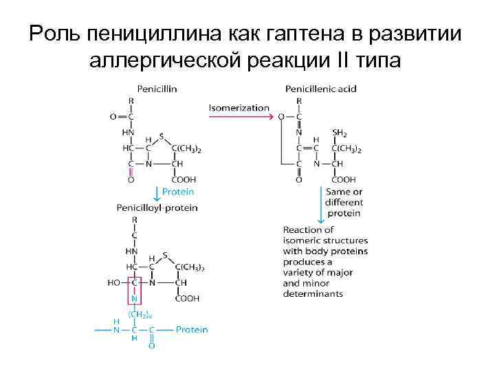 Роль пенициллина как гаптена в развитии аллергической реакции II типа 
