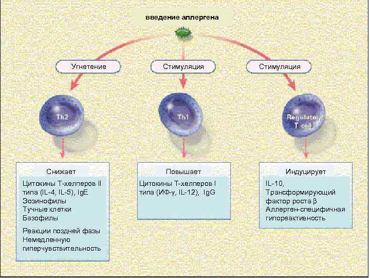 введение аллергена Угнетение Снижает Цитокины Т-хелперов II типа (IL-4, IL-5), Ig. E Эозинофилы Тучные