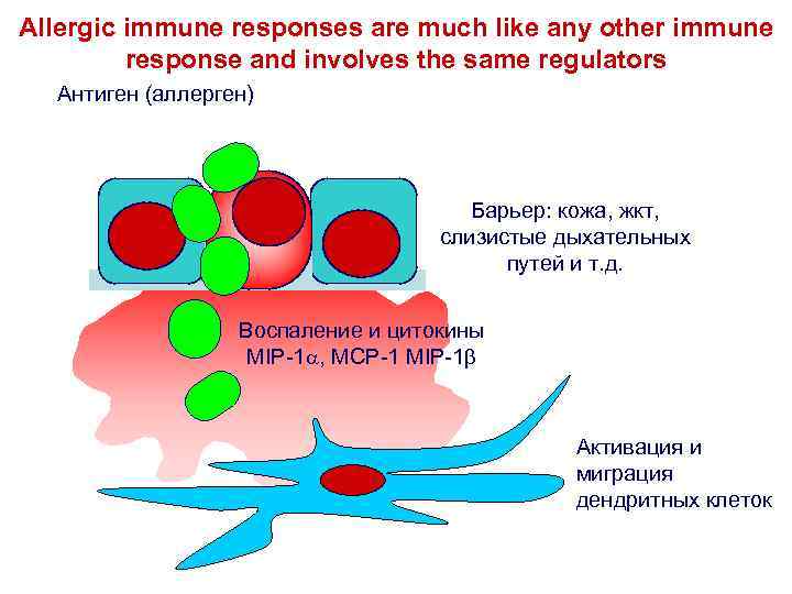 Allergic immune responses are much like any other immune response and involves the same